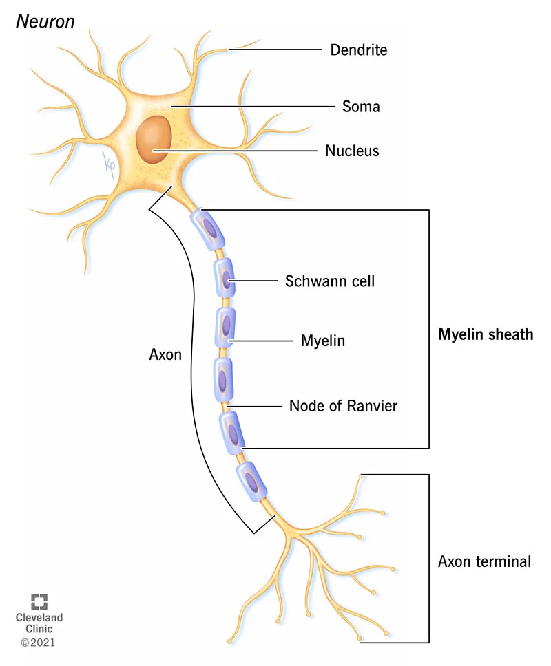 MS Neuron